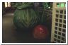 cabbage.html