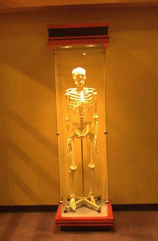 skeleton2.jpg