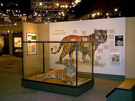 tiger.jpg