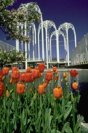 tulips.jpg