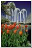 tulips.html