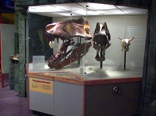 skullcase.jpg