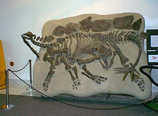 stege_skeleton.jpg