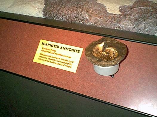 touch_fossil.jpg
