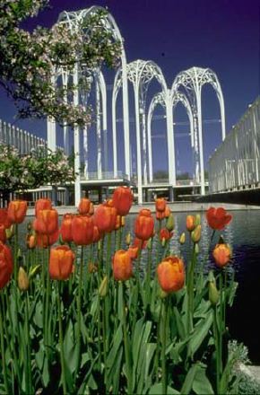 tulips.jpg