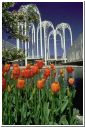 tulips.html