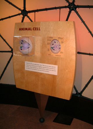 cellanimal.jpg