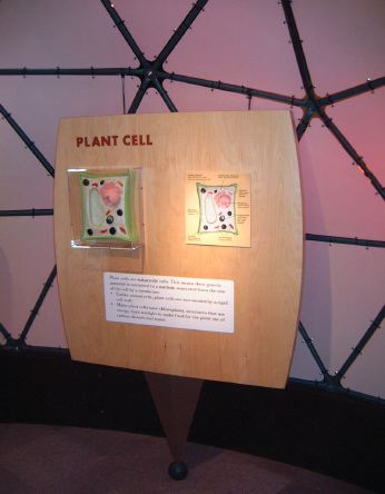 cellplant.jpg