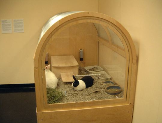 rabbits.jpg