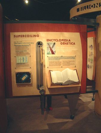 supercoiling2.jpg