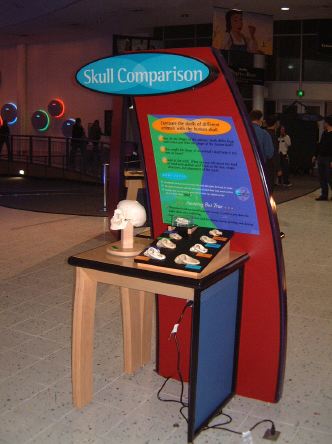 skullcompare.jpg