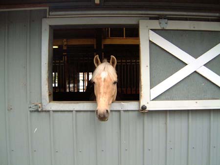 horsecamp06.jpg