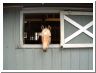 horsecamp06.html
