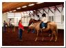 horsecamp38.html