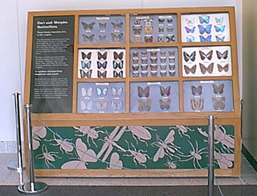 butterfly_case2.jpg