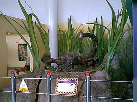 scorpion1.jpg