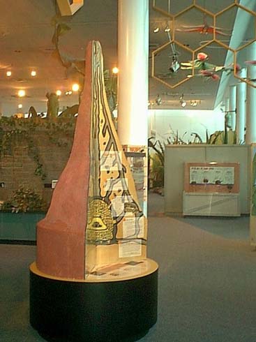 termite_mound.jpg