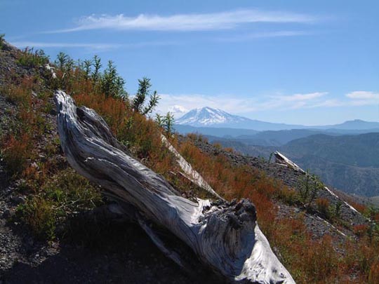 mtadams.jpg