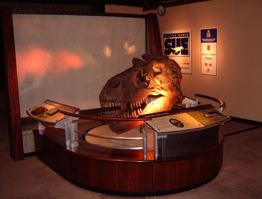 trex skull.jpg