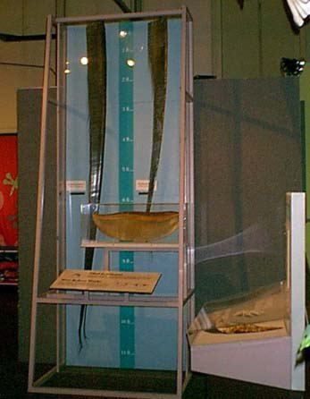 baleen.jpg