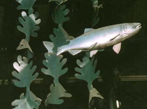 fish27.jpg