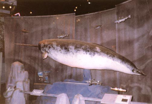 narwhal05.jpg