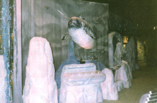 narwhal06.jpg