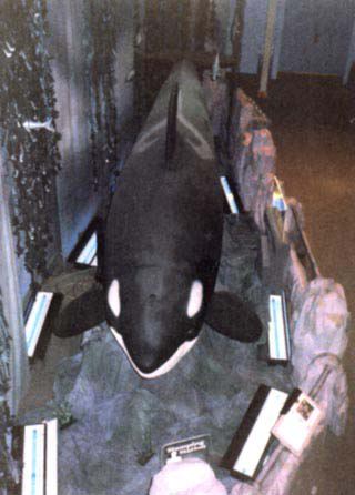 orca03.jpg