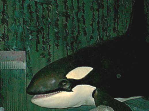 orca1.jpg