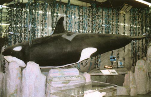 orca2.jpg