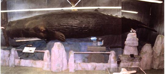 spermwhale4.jpg