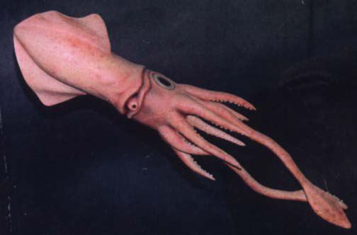 squid.jpg