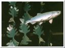 fish27.html