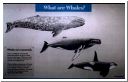 mammals23.html