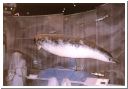 narwhal05.html