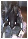 orca03.html