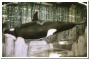 orca2.html