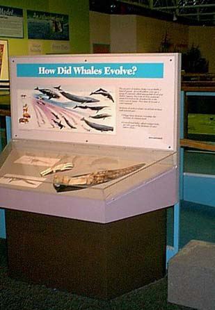 whale_fins.jpg